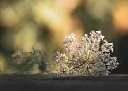 Queen Anne's Lace by Petra Kroon thumbnail