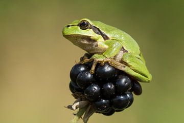 tree frog on blackberries 1 by Francois Debets