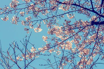 Kirschblüte im April