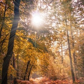 Herbststimmung im Edese-Wald von Rick van de Kraats