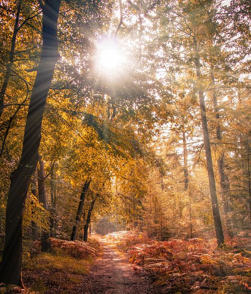 Herfstsfeer in het Edese Bos van Rick van de Kraats