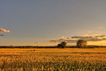 Getreidefelder bei Mörlunda Runda von Geertjan Plooijer