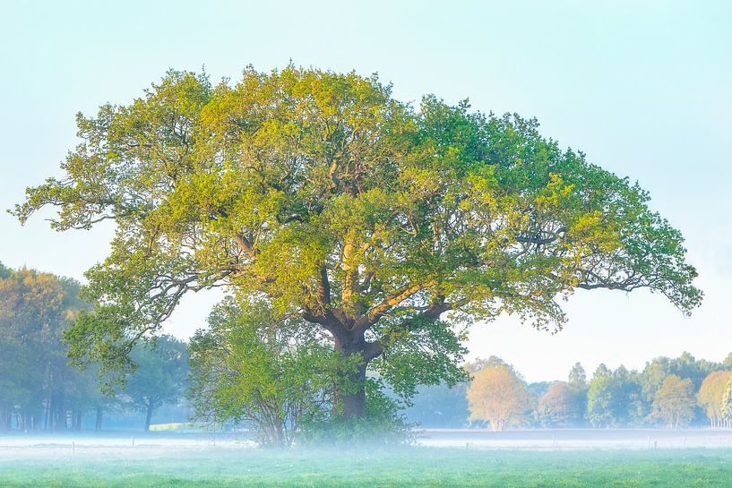 De oude eik van Bram de Jong