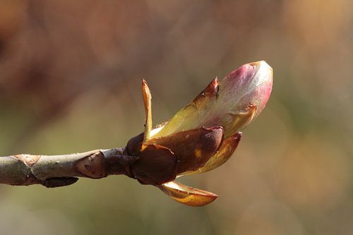 Ontluikende kastanjeknop