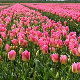 Tulpenveld met roze gele tulpen, enkele tulpen nog in knop van Gerrit Pluister