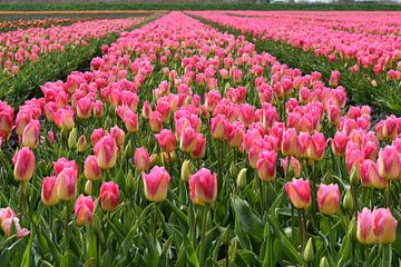 Tulpenfeld mit rosa-gelben Tulpen, einige Tulpen noch in der Knospe von Gerrit Pluister