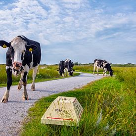 Koeien bij de kobbeduinen Schiermonnikoog by Jeroen Sloot