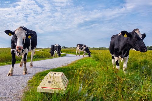 Koeien bij de kobbeduinen Schiermonnikoog van Jeroen Sloot