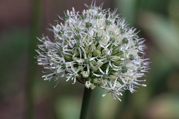 Ornamental onion in bloom by Audrey Nijhof