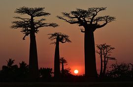 Sunset sur Esther van der Linden