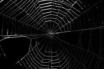 Spinnennetz von Thomas Heitz
