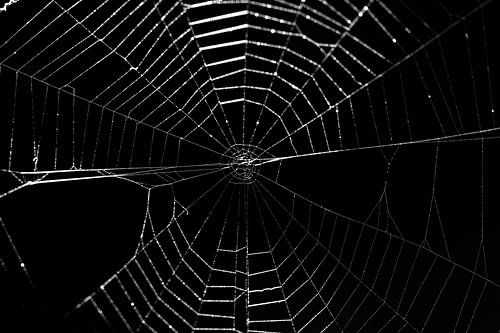 Spiderweb