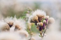 white & fluffy