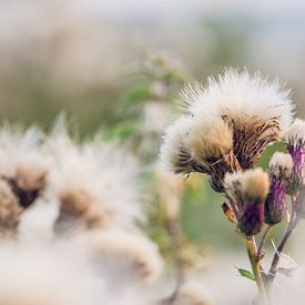 white & fluffy van Ake van der Velden