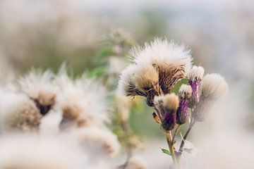 white & fluffy van Ake van der Velden