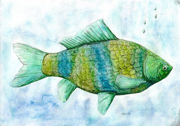 Vis van Sandra Steinke