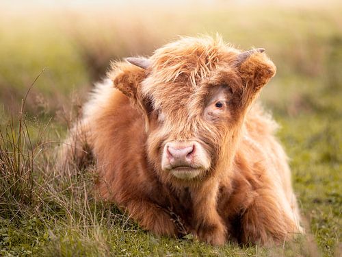 Schattige Schotse Hooglander