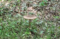 Sur une chaise champignon marron