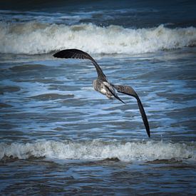 Vliegende vogel over de zee  sur Jolien Luyten