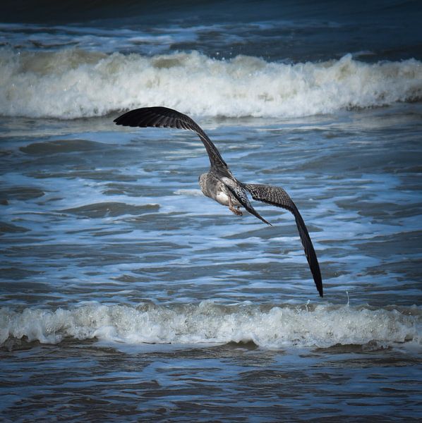 Vliegende vogel over de zee  von Jolien Luyten