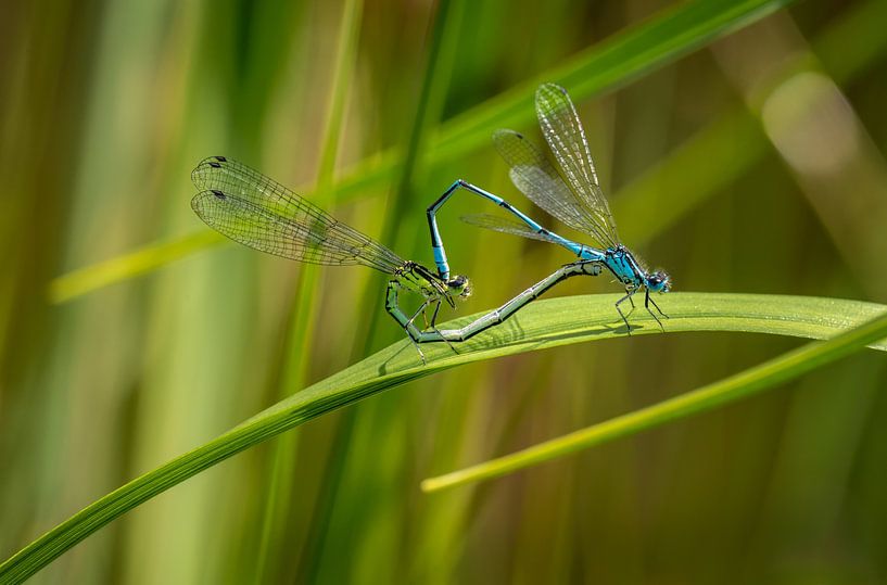 Azurés en train de s'accoupler par ManfredFotos