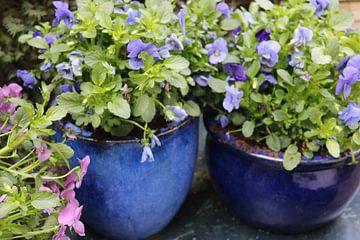 Spring with violets by Mandy van Noorden-Bos