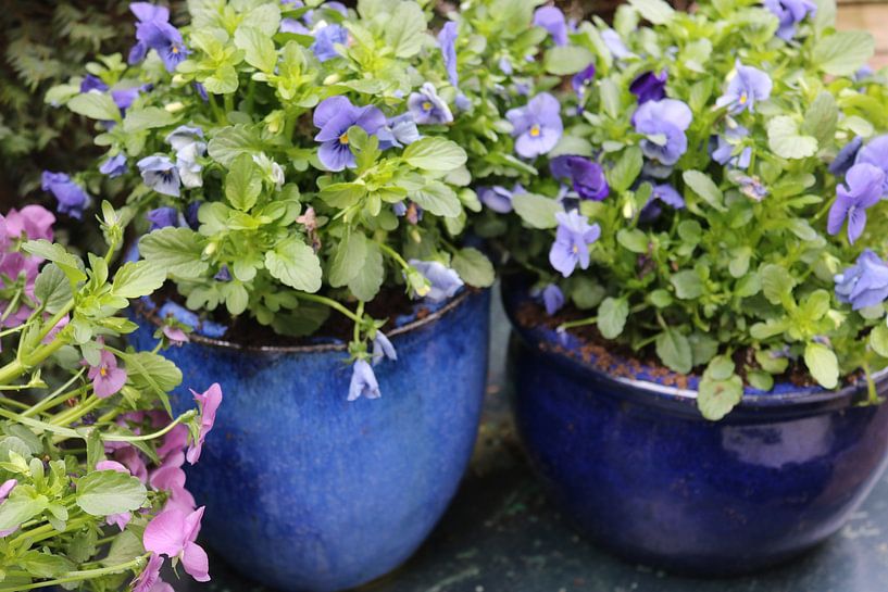 Spring with violets by Mandy van Noorden-Bos