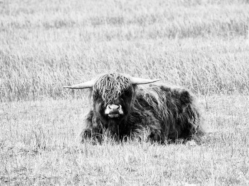 Scottish Highlander lying in the grass by Judith van Wijk
