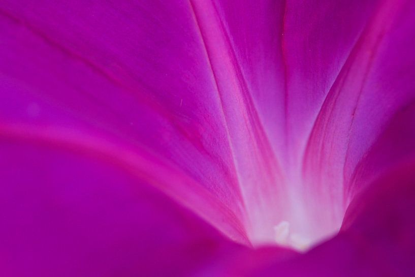 Petunia  by Elles Rijsdijk