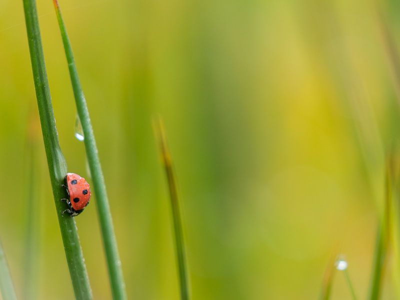 Ladybug by Diane van Veen