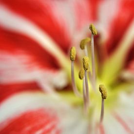 Amaryllis van Henk Piek