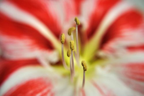 Amaryllis