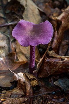 purple mushroom