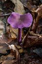 purple mushroom van Koen Ceusters thumbnail