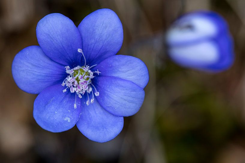 Leberblümchen von Andreas Müller