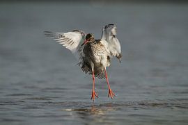 Rotschenkel von Ruben Evers