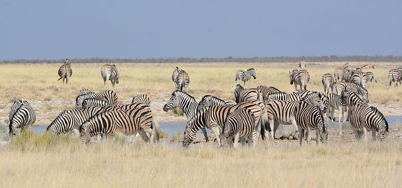 Stripes in the savannah by Zeno Swijtink