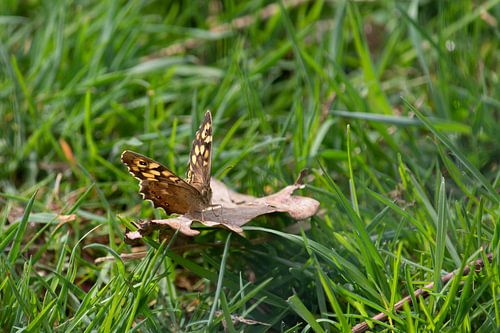 Butterfly macro photo