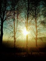 Nature View
