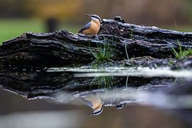 Nuthatch by Peter Verheijen