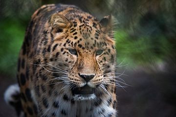 Gros plan d'un léopard de l'Amour sur Chihong