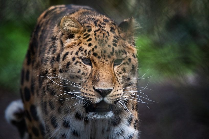 Nahaufnahme eines Amurleoparden von Chi