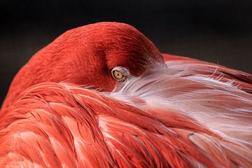 Red Flamingo : Old Hand Animal Park by Loek Lobel