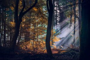 Rayons de soleil filtrés à travers l'épais feuillage d'automne d'une forêt ancienne et mystique de la Veluwe.