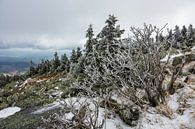 Landschaft mit Schnee auf dem Brocken im Harz van Rico Ködder thumbnail