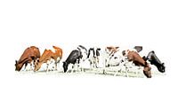 Koeien in stijlvol minimalistisch landschap van Color Square thumbnail