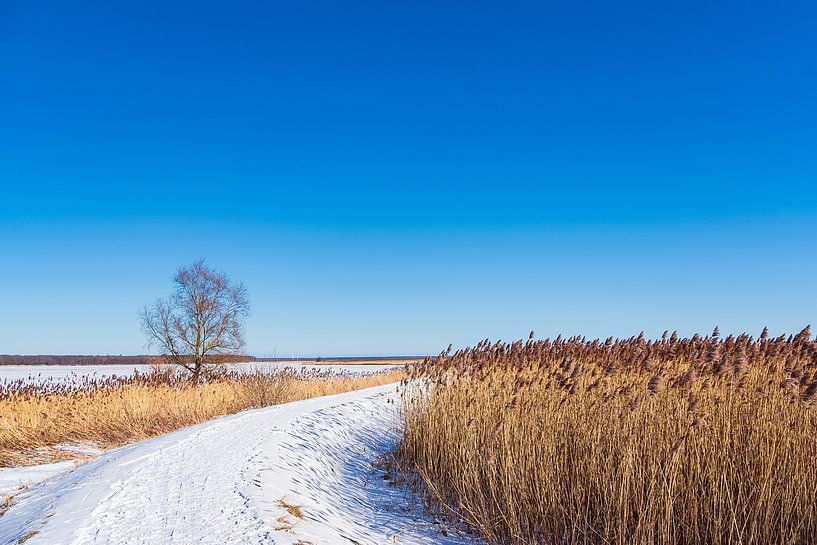 Bodden near Ahrenshoop on the Fischland-Darß in winter by Rico Ködder