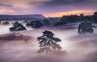 The blanket of fog by Loris Photography thumbnail