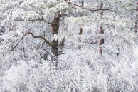 Pine in frost by Tobias Luxberg thumbnail