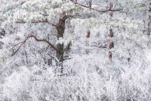 Pine in frost by Tobias Luxberg